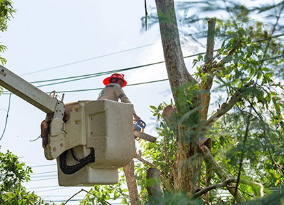 Safe Utility Tree Clearance and Vegetation Management for Critical Networks in India