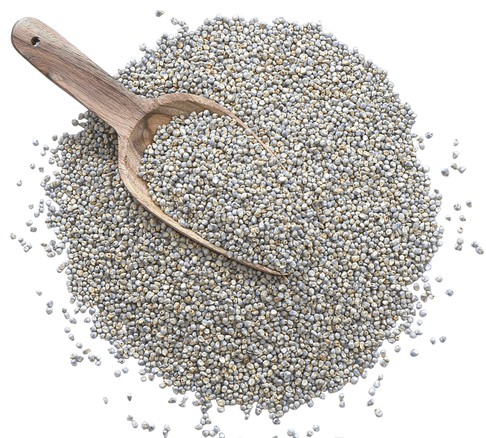 Pearl Millet