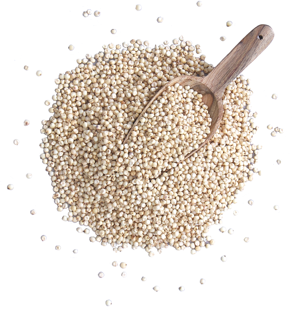 Sorghum Seed