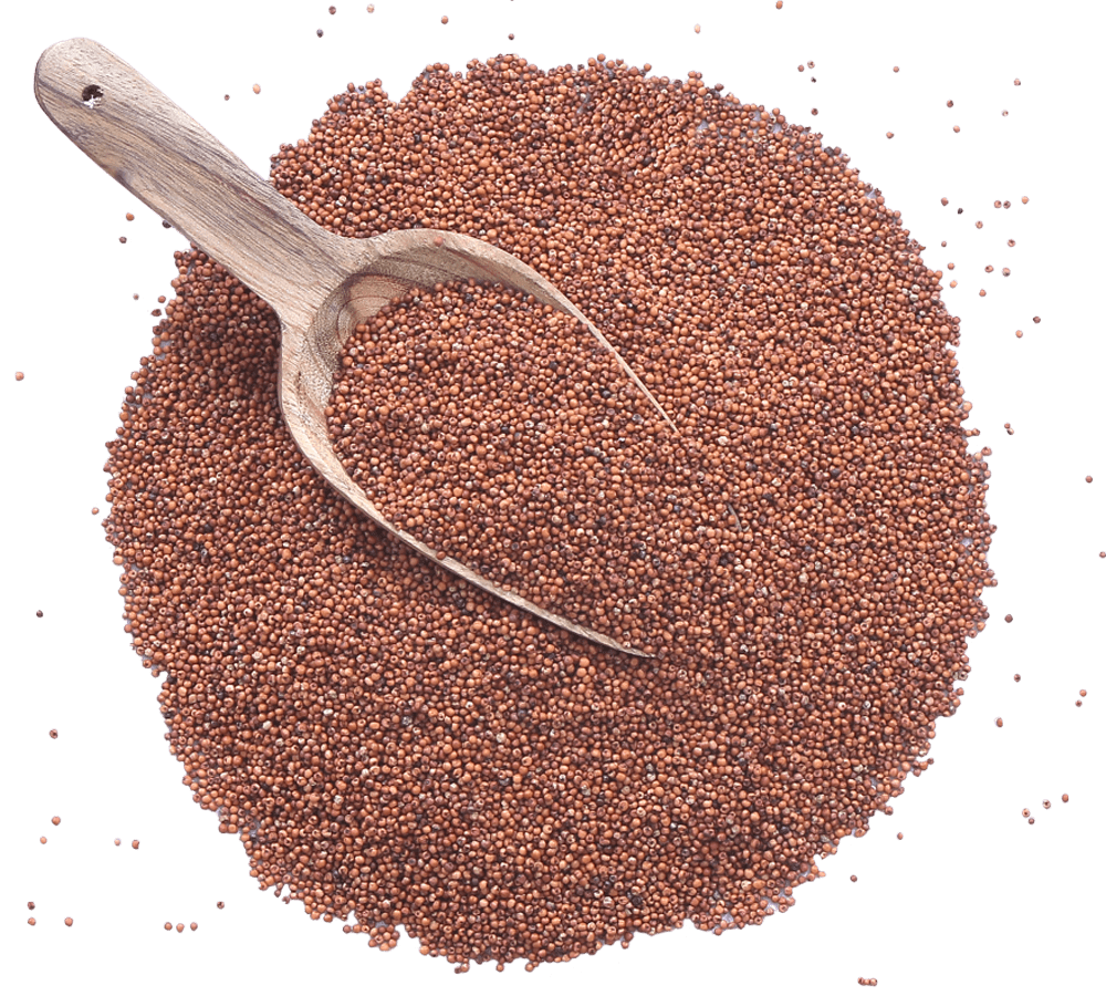 Finger Millet